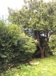 Maglód Telek